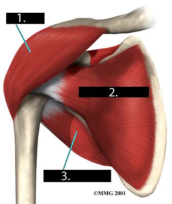 Shoulder Anatomy & Biomechanics - ProProfs Quiz